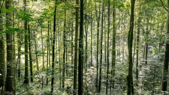 Mazgāšana ar ūdeni – kā Geberit AquaClean palīdz ietaupīt koksni