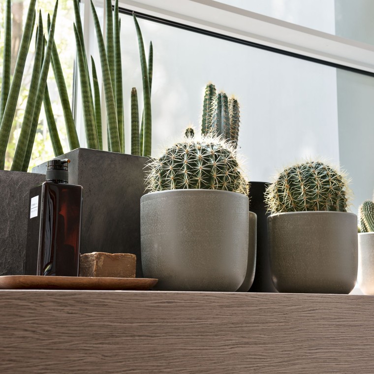 Uz palodzes dažādi augi