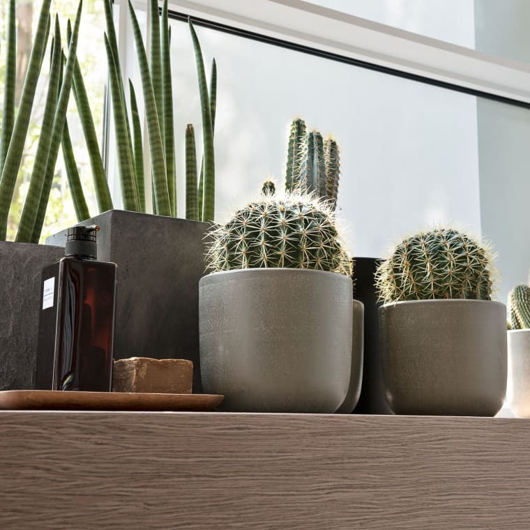 Uz palodzes dažādi augi Uz palodzes dažādi augi